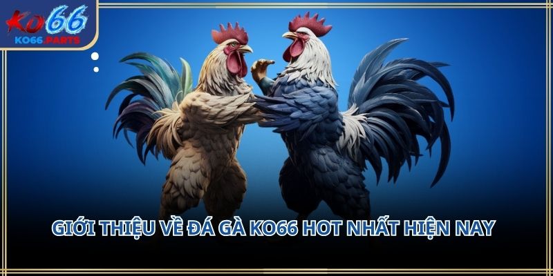 Đá gà KO66 – Không gian giải trí đậm chất truyền thống