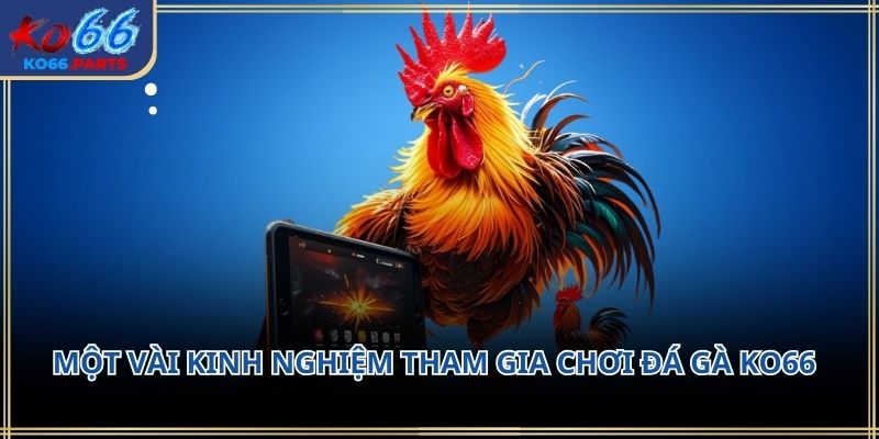 Đá gà KO66 – Không gian giải trí đậm chất truyền thống