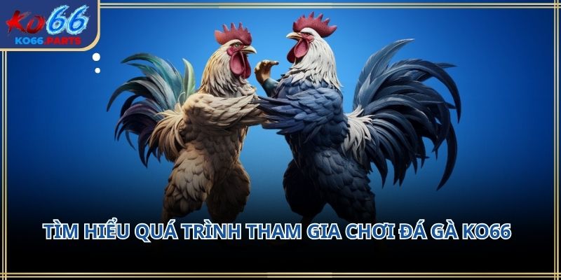Đá gà KO66 – Không gian giải trí đậm chất truyền thống